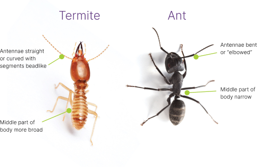 White Ants Or Termites 