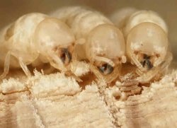 termites squidoo dot com