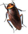 Asian Cockroach"