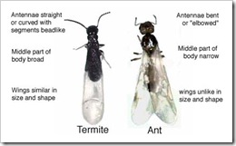 alates difference between ants and termites