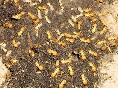 Foraging Termites