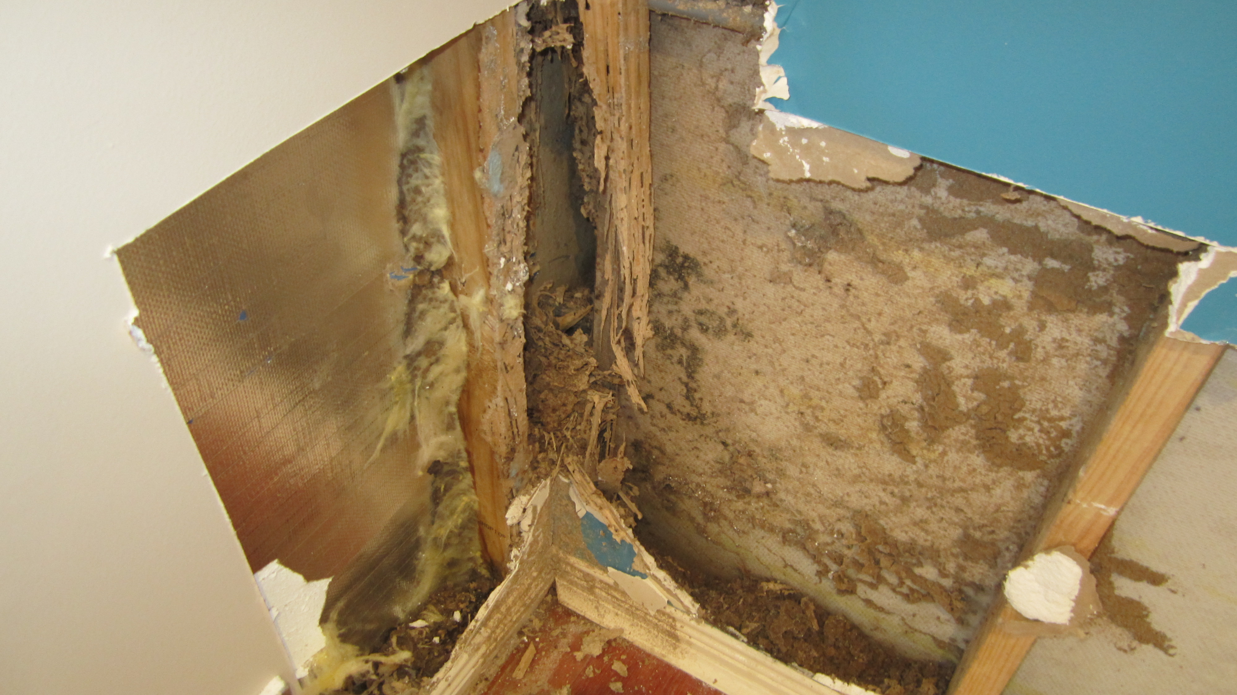 Termite damage in the corner