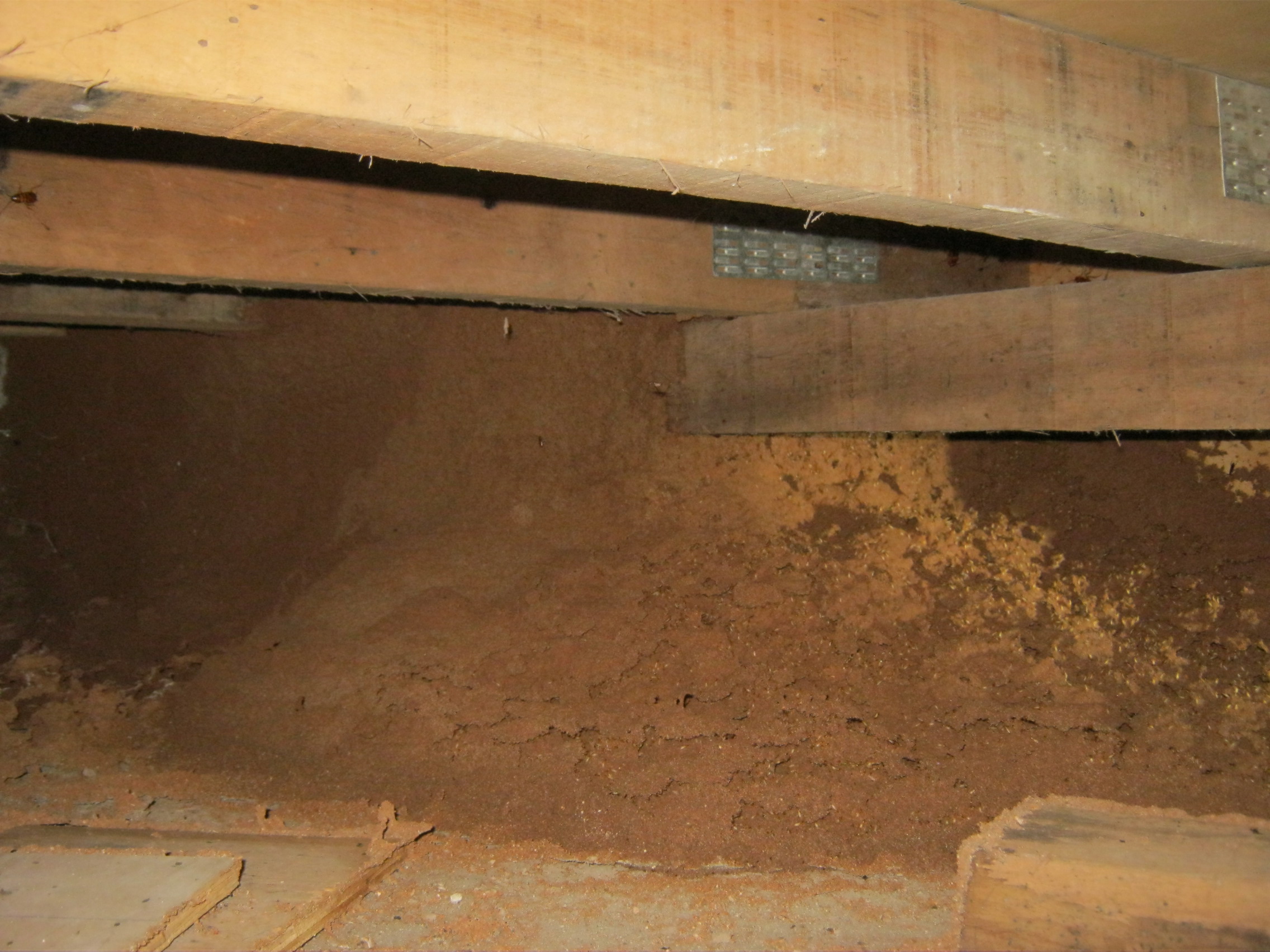 Termite Nest Under Stage Inner City Brisbane 05/2012