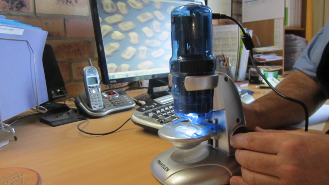 Microscope - frass identification 004