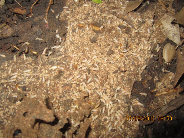 Live termites under a sleeper