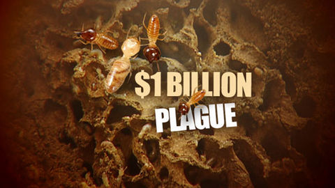 Channel 7 Billion Dollar Plague