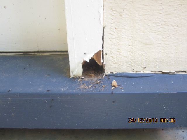 Termite damage to trim
