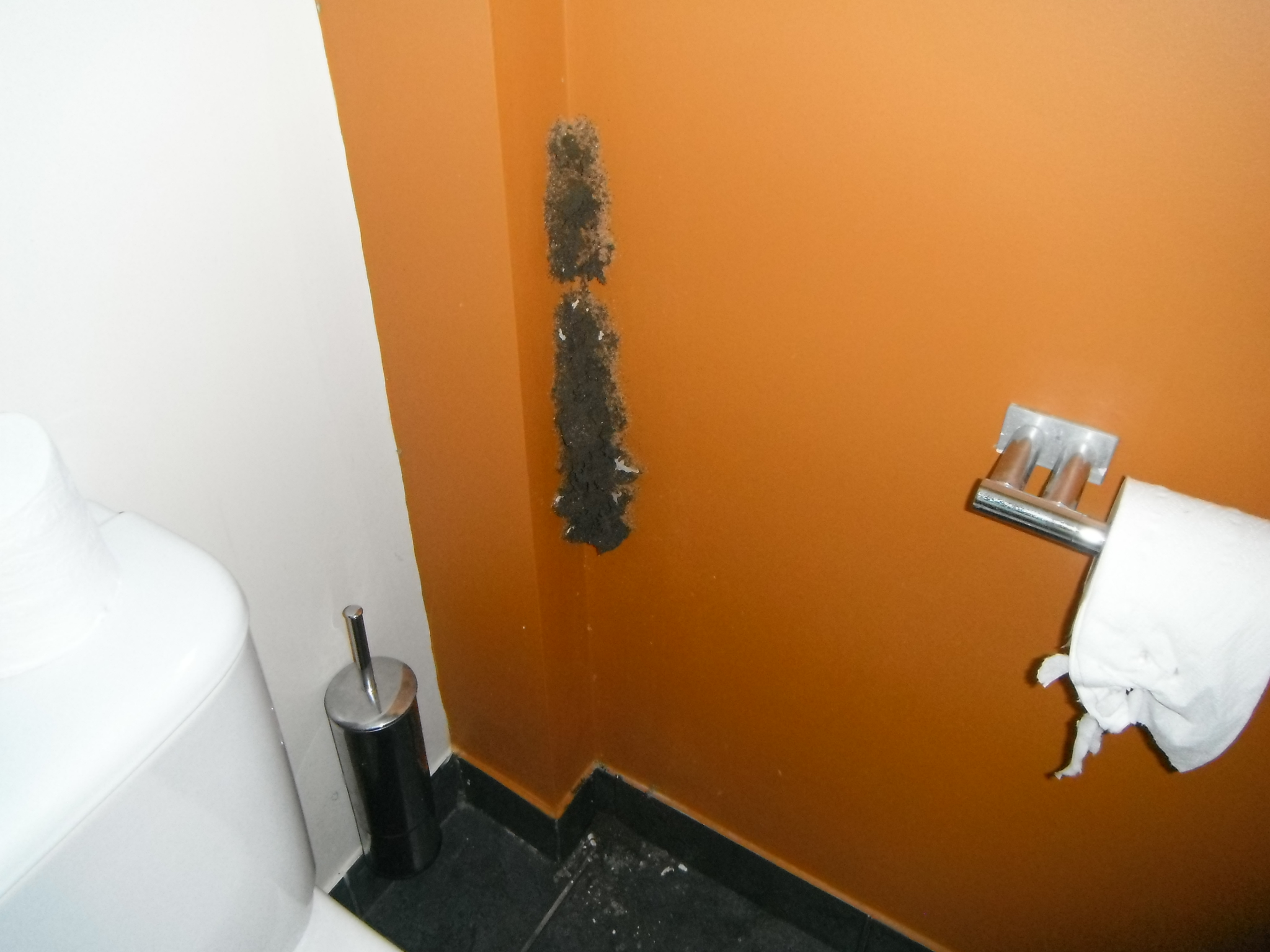 Coptotermes Bivouac in Bathroom