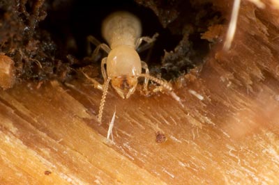 Hungry-Termite