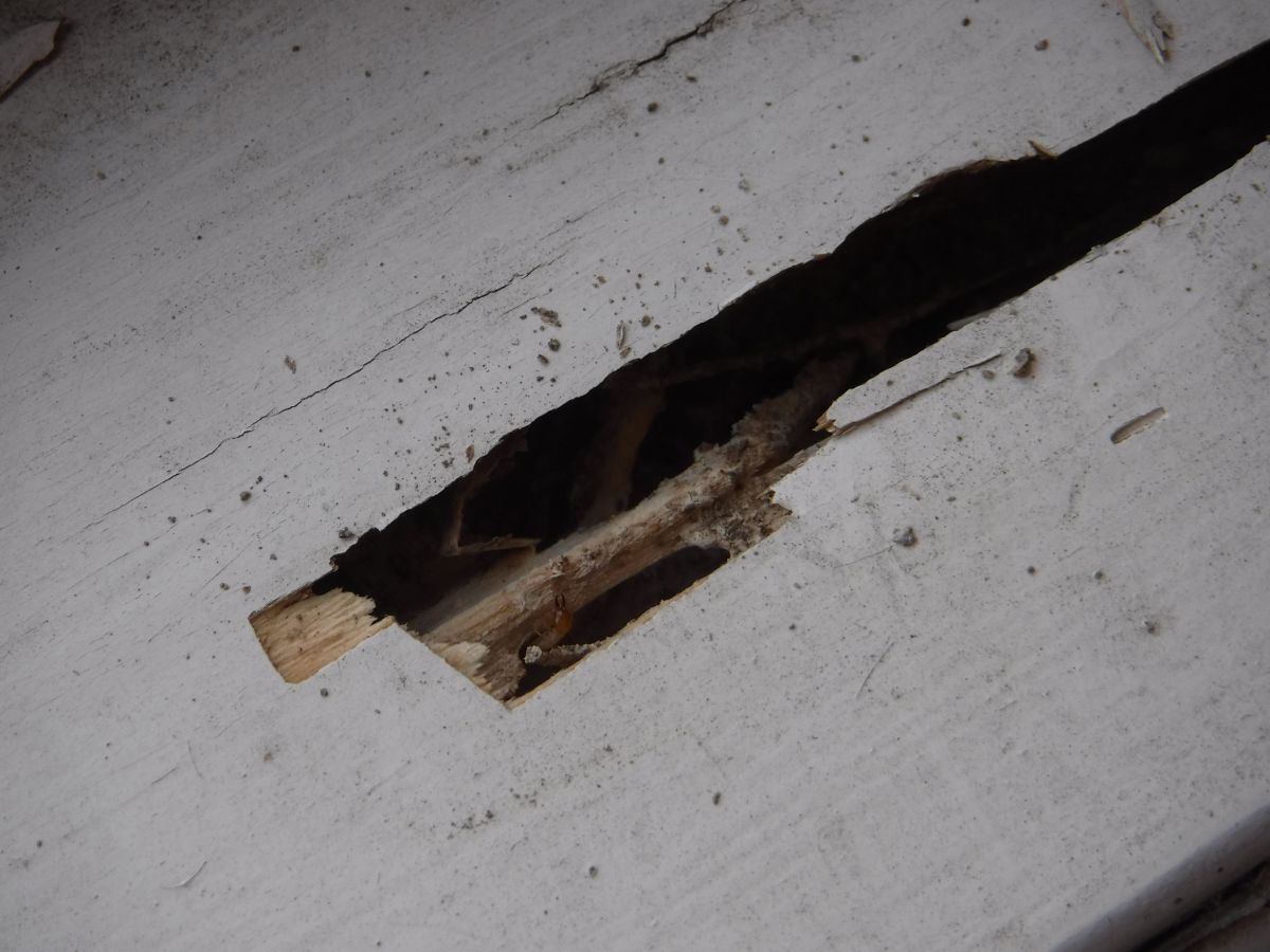 termite damaged window sill