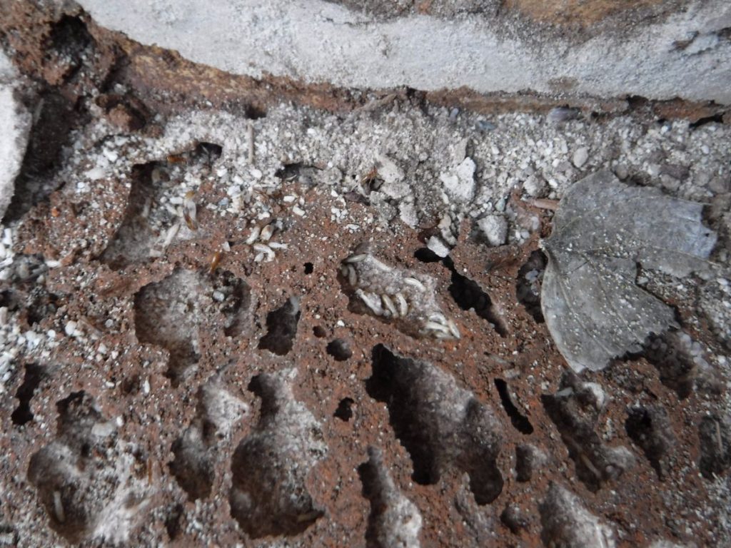 Live Termites under pavers