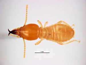 formosa termite