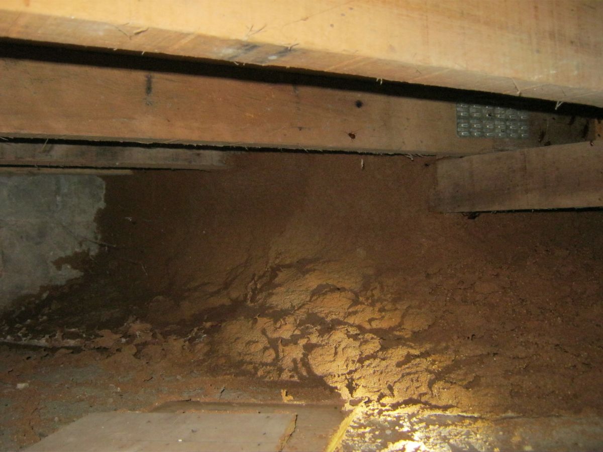 Termite nest in sub-floor