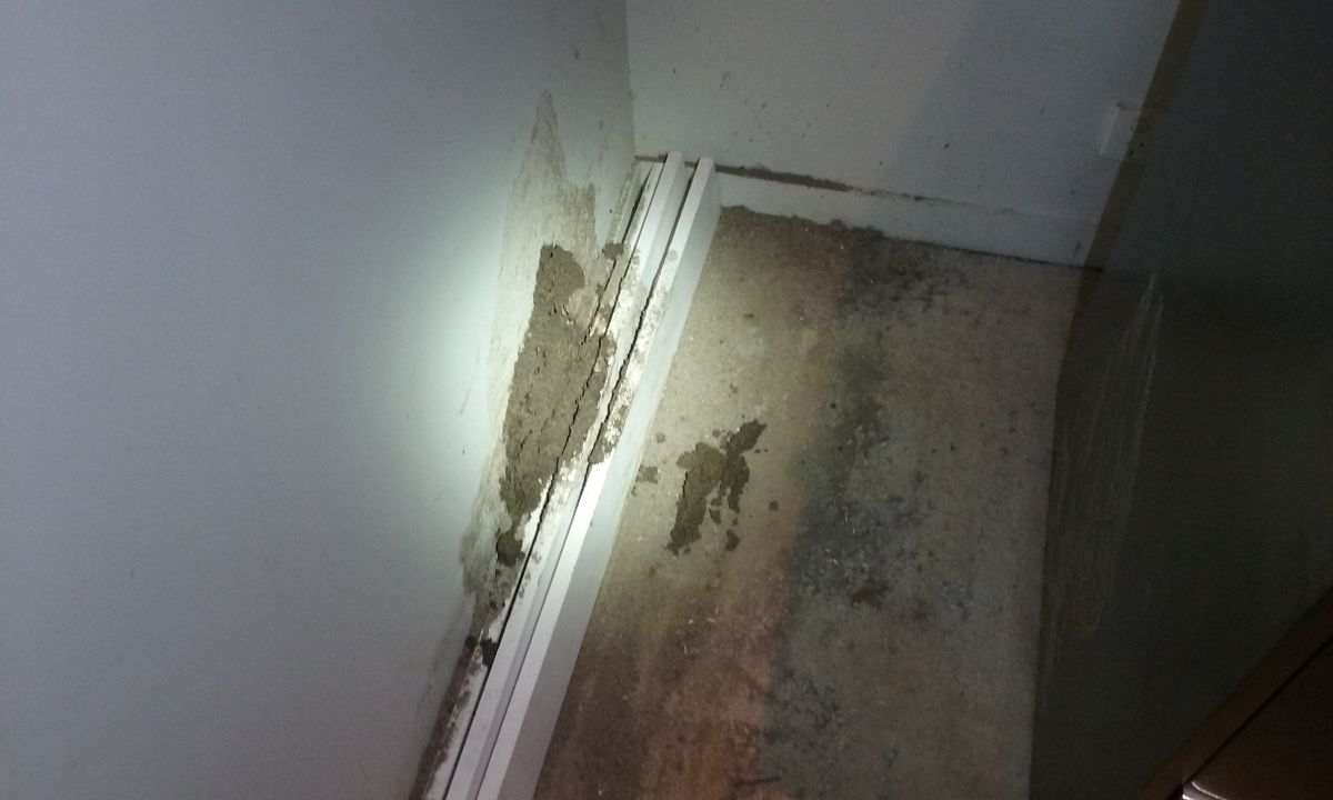 Termite workings in home