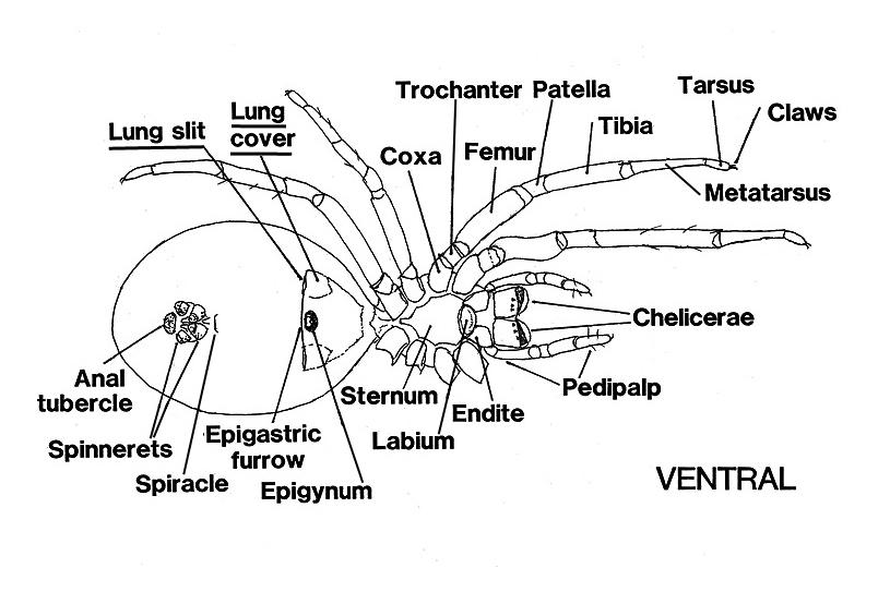 illustration of a spider’s anatomy
