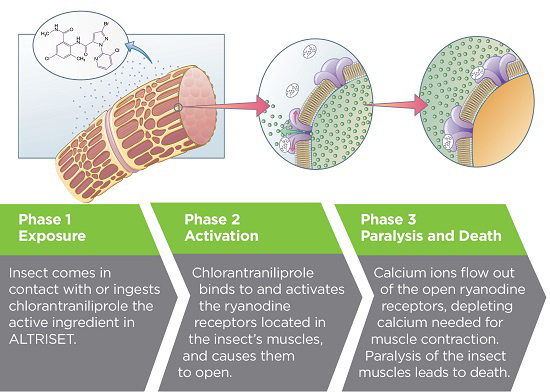 Diagra expalining how Altriset works