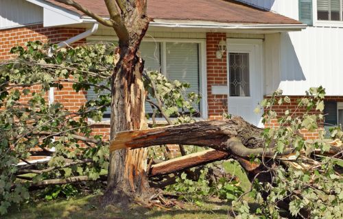 A photo of a fallen tree