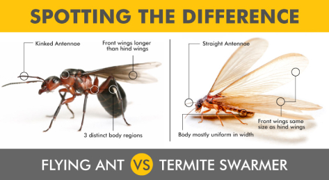 Diagram showing the difference between reproductive black ants and termites