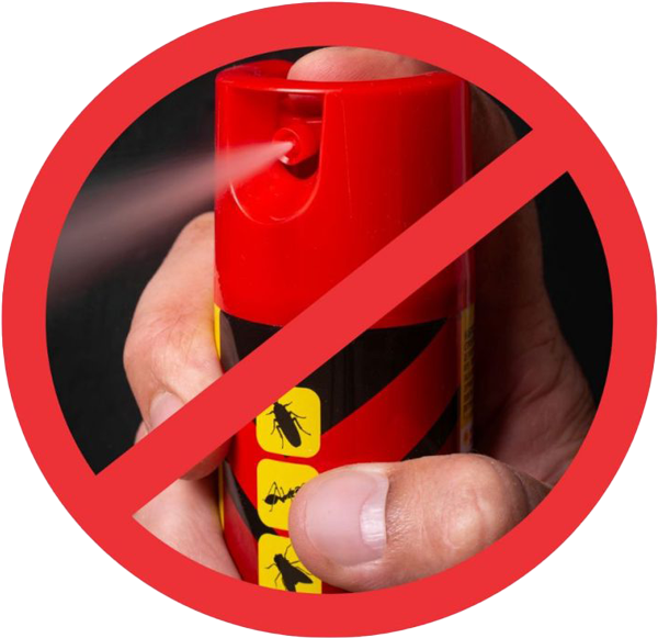 Image of a 'DON"T" spray termites with bug spray