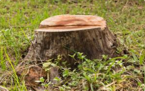 Photo of a tree stump