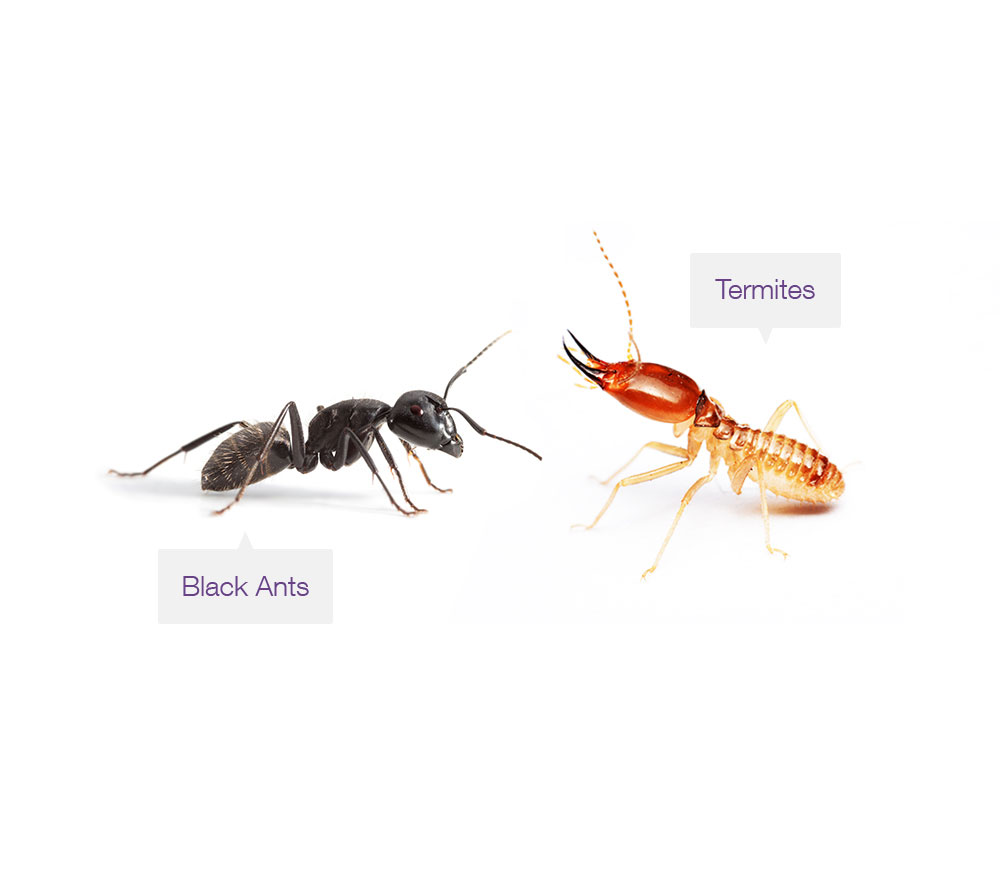 Diagram with black ants and a termite