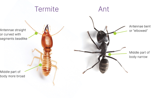 Diagram showing the difference between a termite and a black ant