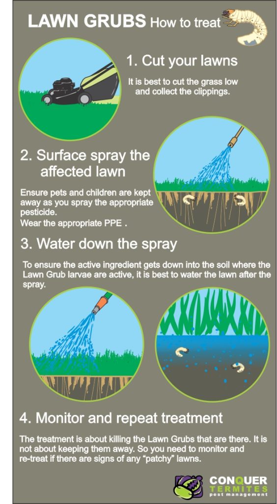 Picture chart - diagram showing what you should do when treating lawn grubs