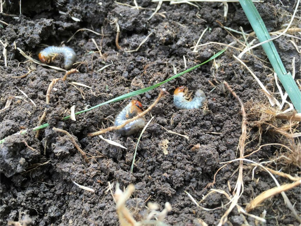 Photo of lawn grub larvae in soil