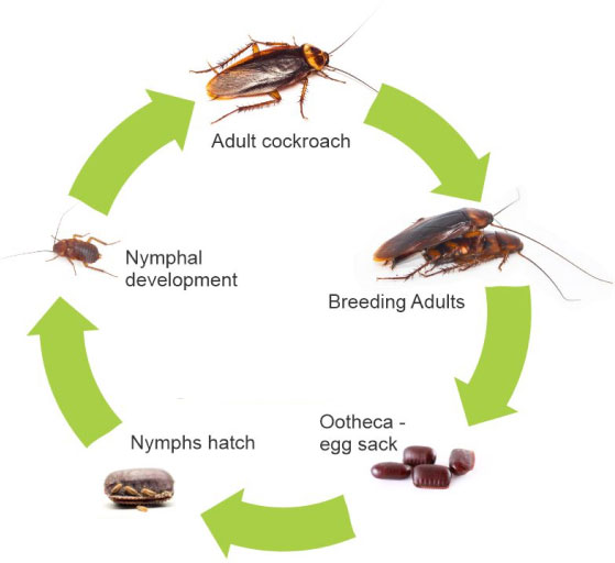 A diagram of the cockroach life cycle