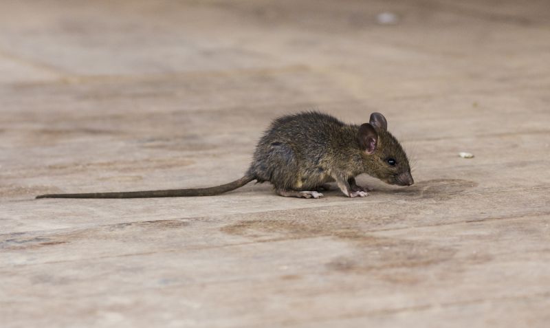 Photo of a mouse