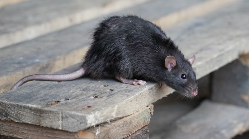A photo of a Norwegian rat
